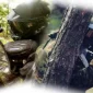 Paintball Oyunların Liderlik Nedir